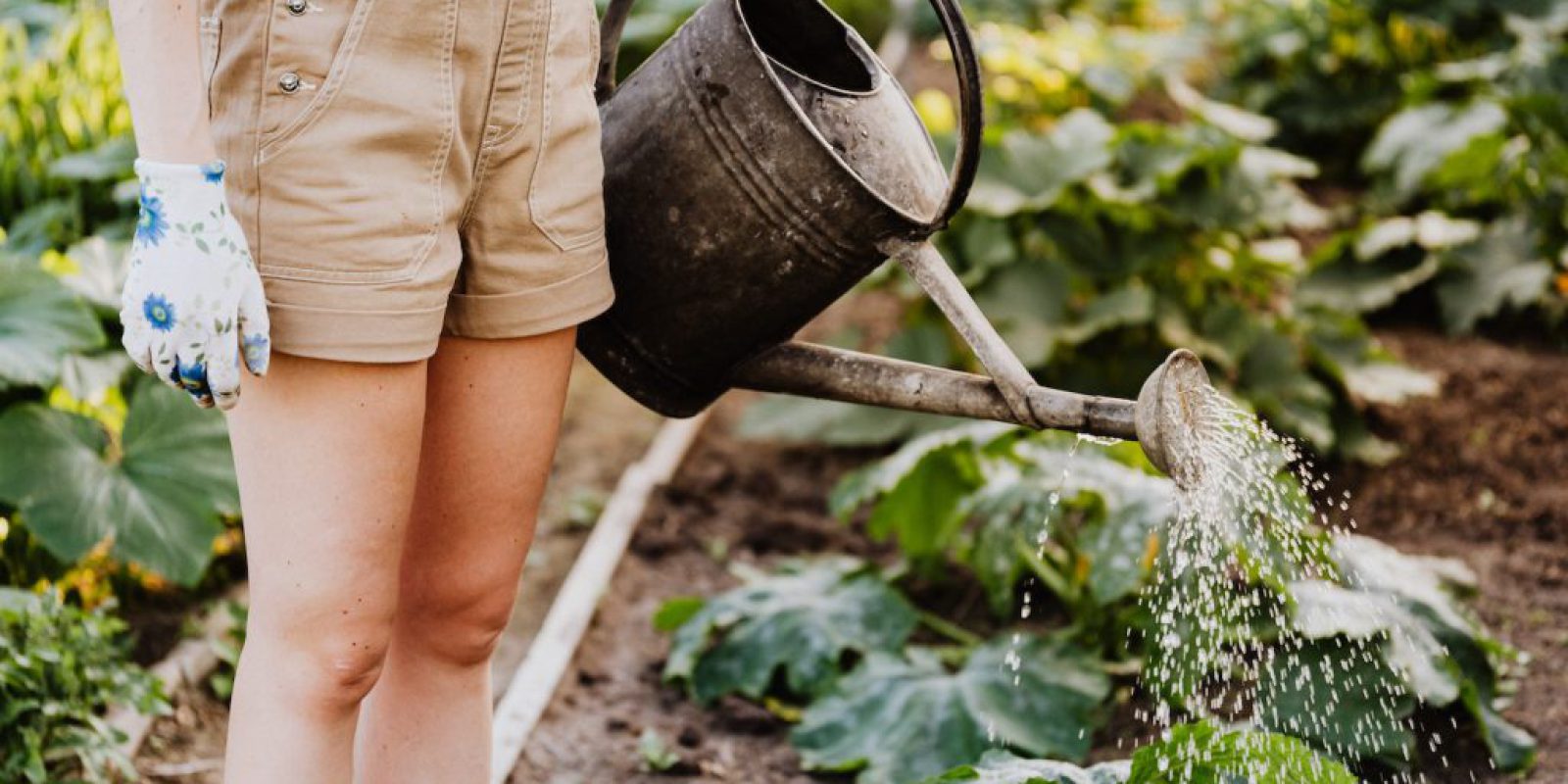 Twój wymarzony ogród krok po kroku: odkryj jak urządzić piękny i tani ogród